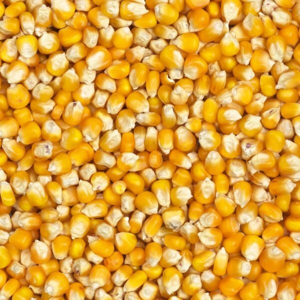 Mais
